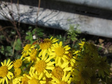 Ragwort
