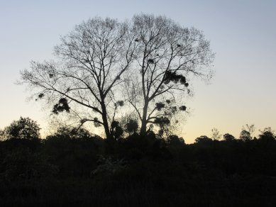 Black Poplar