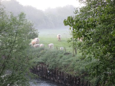 Cattle