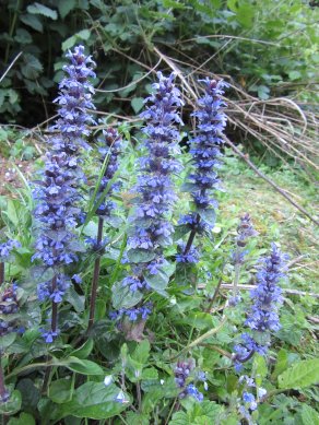 Bugle