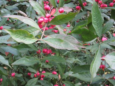 Spindle