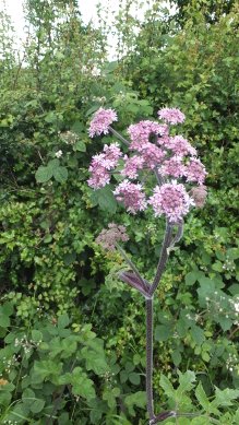 Umbellifer