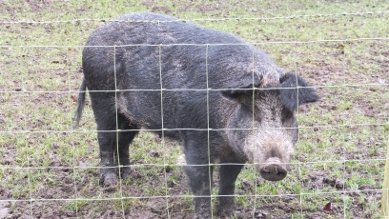 Pig