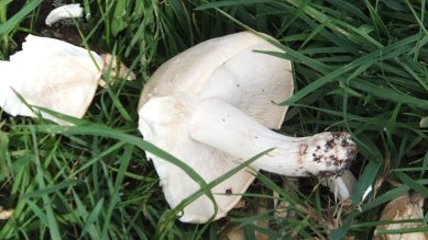 Mushroom