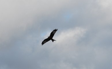 Red Kite