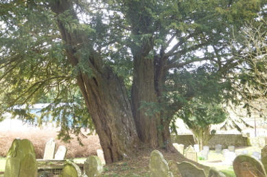Yew Tree at St Michaels Church Yew