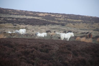 Ponies