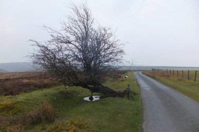 Fallen Hawthorn