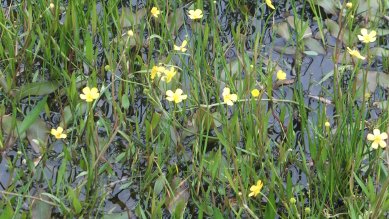 Spearwort