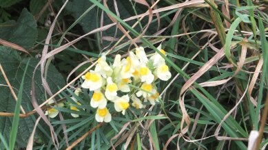 Toadflax