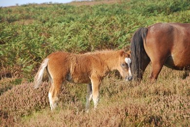 Foal
