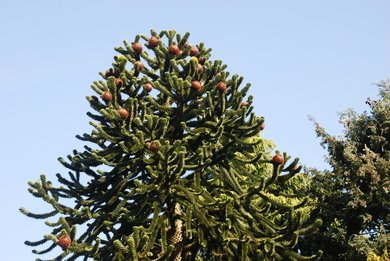 Nuts