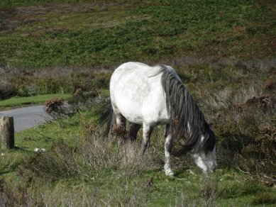 Pony