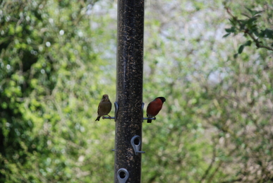 Bullfinch Bullfinch