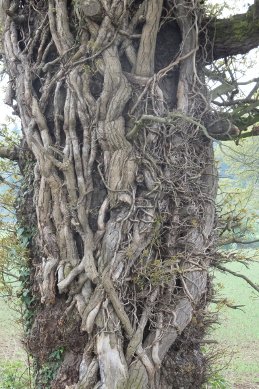 Oak