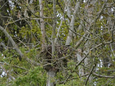 Nest