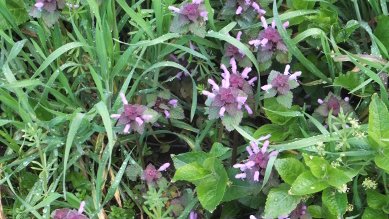 Ground Ivy