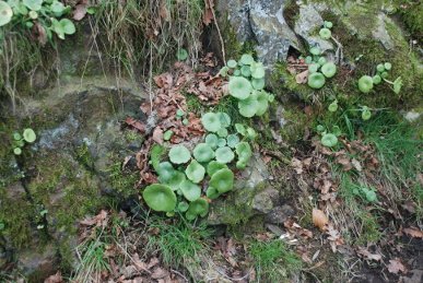 Pennywort