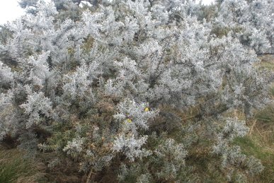Gorse
