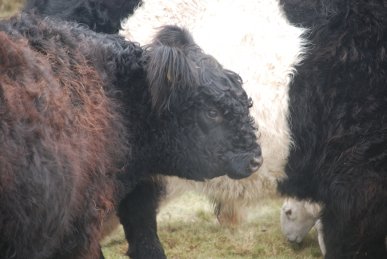 Calf
