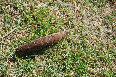 Caterpillar