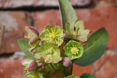 Hellebore