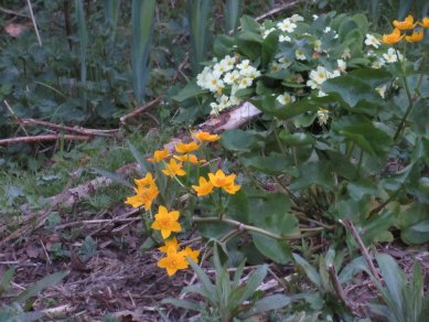 Marsh Marigold