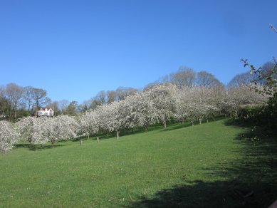 Blossom
