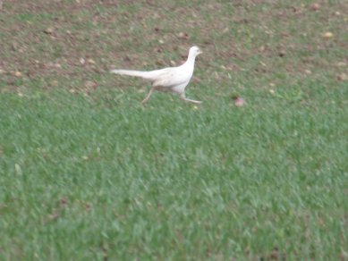 Albino Pheasant