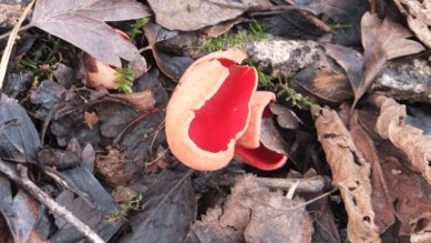 Fungi