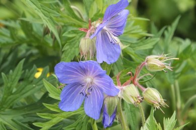 Meadow Cranesbills