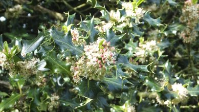 Holly