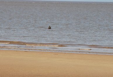 Gormley
