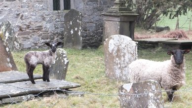 Lamb and Ewe
