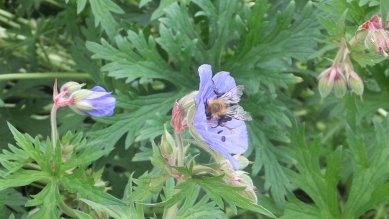 Bee