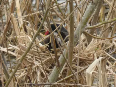 Moorhen
