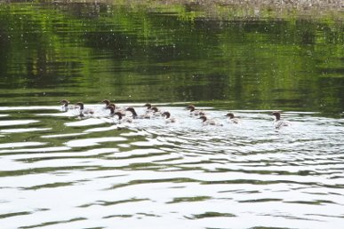 Goosander