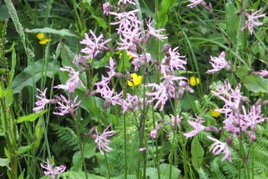 Ragged Robin