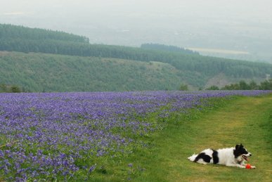 Bluebells