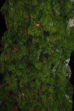 Moss