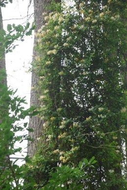 Honeysuckle