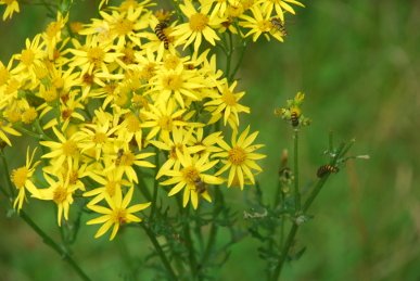 Ragwort