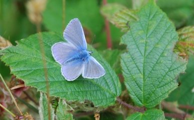 Common Blue