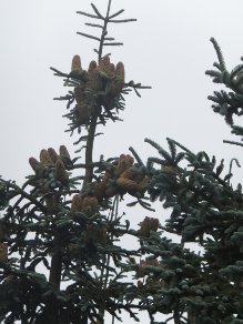 Cones
