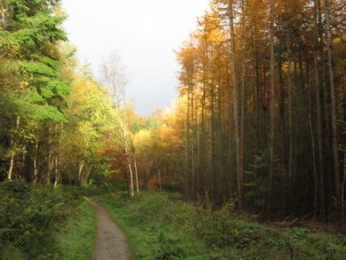 Larches