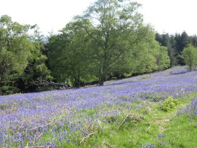 Bluebells