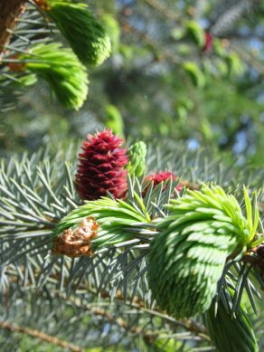 Larch