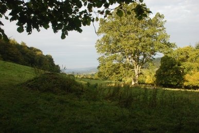Field