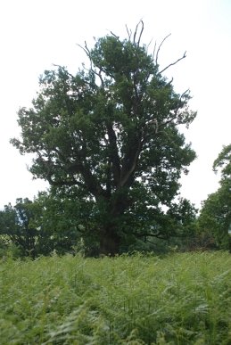 Oak