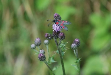 Burnet